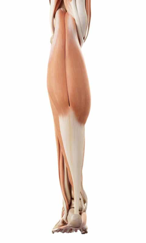 Gastrocnemius