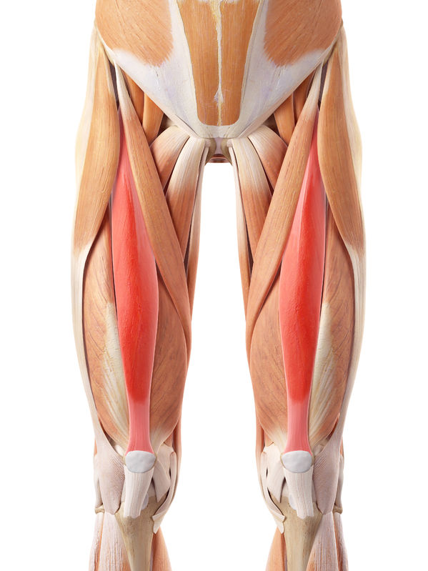 Rectus Femoris Muscle