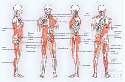 Skeletal Chart | Release Muscle Therapy