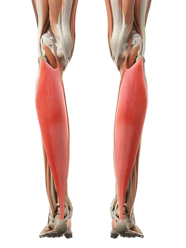 Soleus