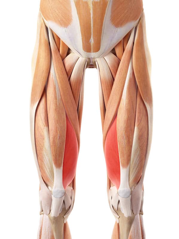 Vastus-Medialis-Release